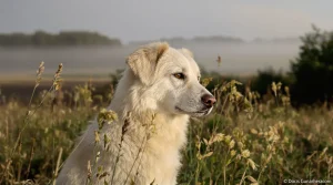 Chiens de protection de troupeaux : face au loup, une formation inédite arrive bientôt dans la Manche