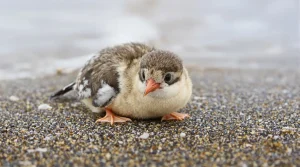 De nombreux oiseaux marins retrouvés morts ou à l&rsquo;agonie sur la façade Atlantique : les signaux inquiétants