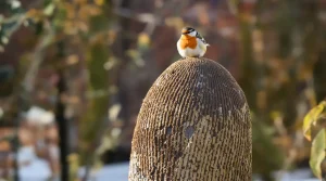 Elle paraît sans intérêt, pourtant cette plante attire plus d’oiseaux que n’importe quelle mangeoire : plantez-la dès maintenant