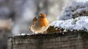 En Angleterre, une idée simple transforme la vie des oiseaux et personne n’en parle