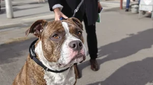 « Je ne savais pas que je risquais une amende » : ce que la loi impose désormais aux propriétaires de certains chiens