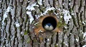 Nichoir : ce détail à corriger d'urgence chez vous pour que les oiseaux viennent s'y abriter tout l'hiver
