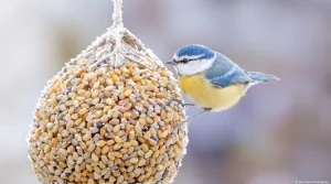 On parle souvent de nichoirs, mais rarement de cet aliment clé pour la survie des oiseaux en hiver