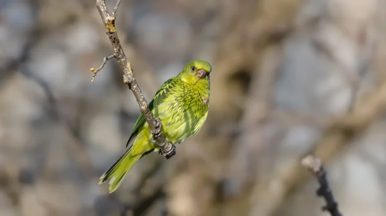 Perruches vertes : d'où viennent ces oiseaux exotiques qui ont colonisé Paris et toute l'Île-de-France ?