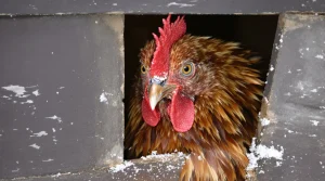 Pourquoi de plus en plus d’éleveurs installent un rideau dans leur poulailler en hiver (et ce que ça change vraiment pour la qualité de leurs œufs)