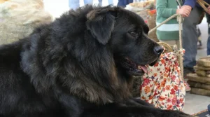 Salon de l'Agriculture : ce Dogue du Tibet mayennais, sacré champion de France, vise désormais le Concours général agricole