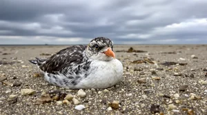 Tempête Nils : « 8 000 macareux moines retrouvés morts ou affaiblis sur le littoral atlantique », alerte la Ligue
