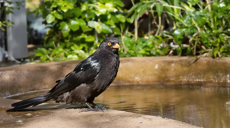 Voici ce que signifie vraiment la présence d’un merle dans votre jardin