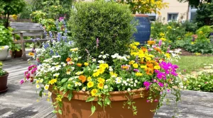 20 fleurs à planter autour du romarin pour un jardin refuge sans pesticides pour abeilles et oiseaux