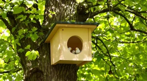 9 astuces efficaces pour protéger les nids d&rsquo;oiseaux du jardin contre les chats de passage