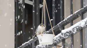Arrêtez de jeter ce petit pot en plastique : il devient la mangeoire préférée des oiseaux cet hiver