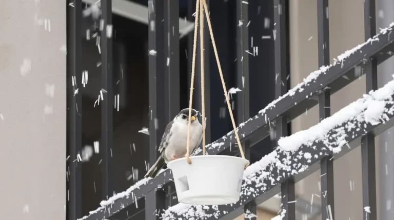 Arrêtez de jeter ce petit pot en plastique : il devient la mangeoire préférée des oiseaux cet hiver
