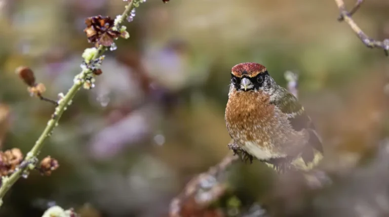 Attention, vos oiseaux sont en danger : pourquoi glisser un savon dans une chaussette peut les sauver