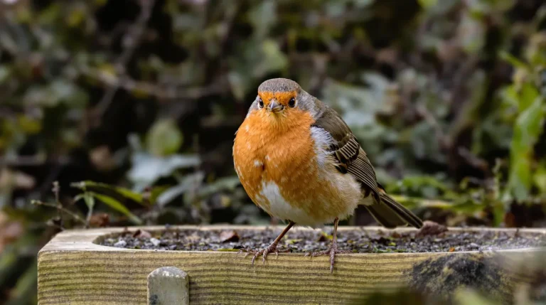 Avertissement urgent à tous ceux qui ont des merles et rouges-gorges dans leur jardin en mars
