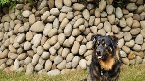 Aveyron : « J’allie mes deux passions, les chiens de conduite et la sélection génétique »
