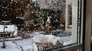 Cet agrume que vous jetez chaque matin peut devenir un refuge précieux pour les oiseaux du jardin cet hiver