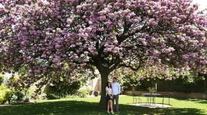 Cet arbre pousse aussi vite que le bambou et sa floraison spectaculaire change tout au jardin