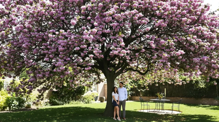 Cet arbre pousse aussi vite que le bambou et sa floraison spectaculaire change tout au jardin