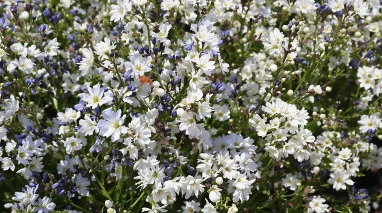 Cette sublime fleur à semer en mars régale oiseaux et abeilles de votre jardin