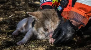 Coincée dans un terrier de blaireau pendant une battue, une chienne de chasse sauvée in extremis