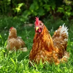 « Elles peuvent encore pondre jusqu’à 1 000 œufs » : 700 poules à sauver de l’abattoir dans les Deux-Sèvres