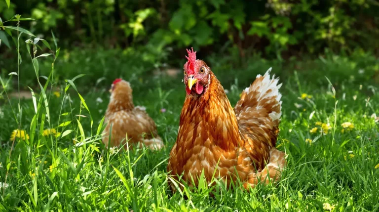 « Elles peuvent encore pondre jusqu’à 1 000 œufs » : 700 poules à sauver de l’abattoir dans les Deux-Sèvres