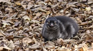 Et si votre plus beau projet de printemps était une haie gourmande pour booster la biodiversité ?