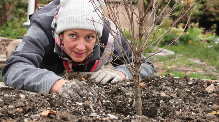 Le fruitier le plus simple du jardin : même sans main verte, ça marche à tous les coups