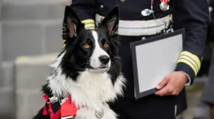 Lors d’une cérémonie traditionnelle, ce chien pompier reçoit une distinction inattendue en Lot-et-Garonne