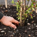 Mars est le moment clé : plantez cette fleur et les oiseaux s’installeront naturellement au jardin