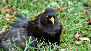 Merle dans votre jardin : quelle est la véritable signification de sa présence ?