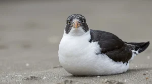 Tempêtes hivernales : une dizaine de macareux moines soignés reprennent enfin leur envol au Pays basque