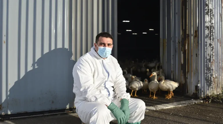 Un foyer de grippe aviaire détecté dans un élevage de canards en Bretagne, l’alerte est donnée